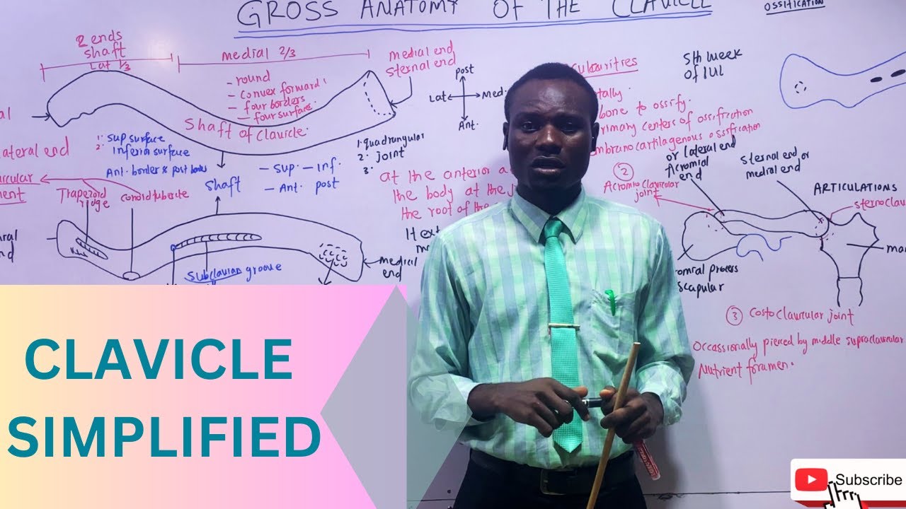 CLAVICLE SIMPLIFIED (MADE EASY)