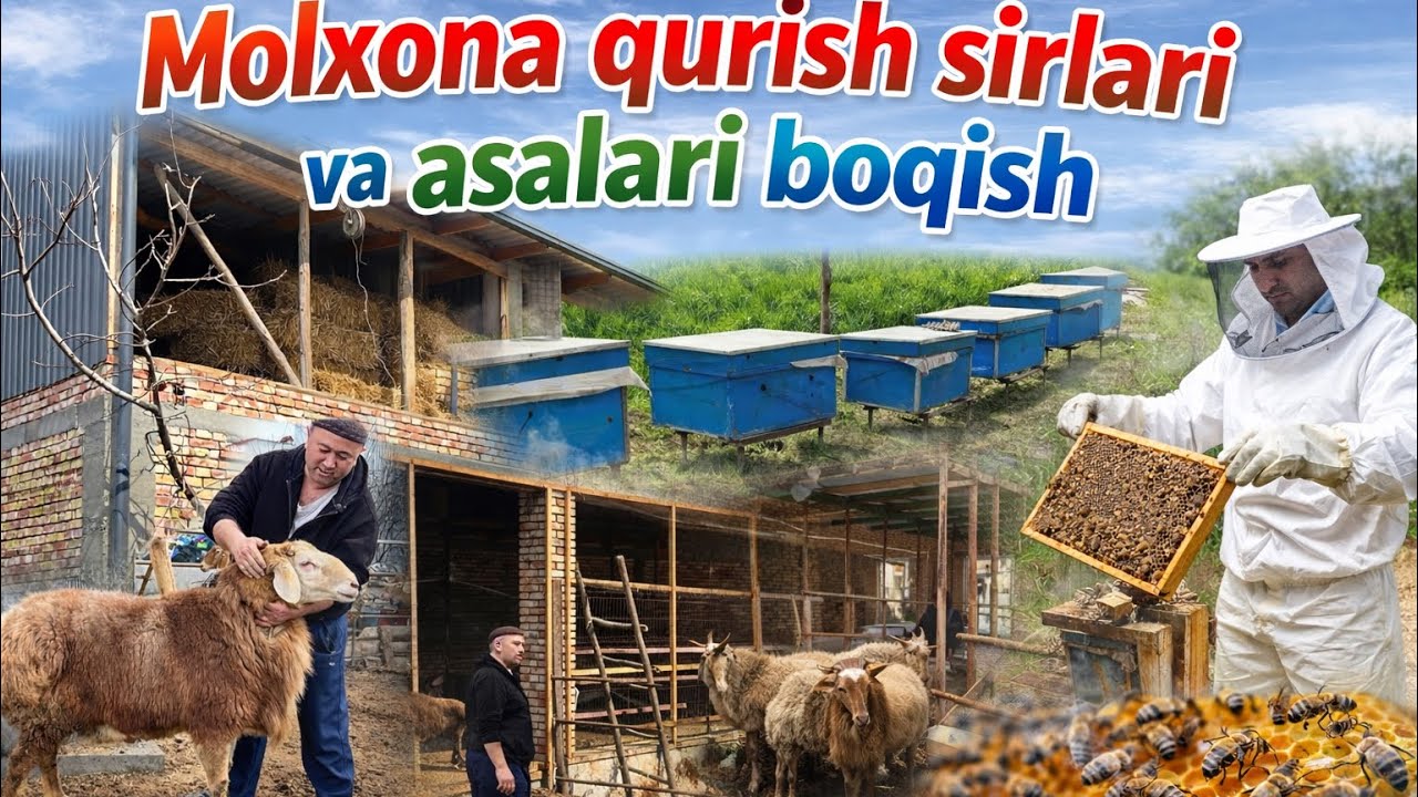 Molxonq qurish sirlari asal ari boqish va arashan quchqor sotiladi.✅✅🔥🔥😱😱😱🤝🤝👍👍👍💯💯💯