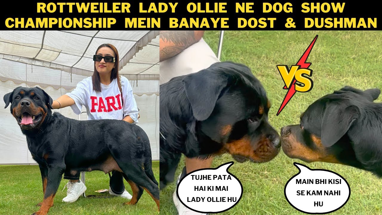 Rottweiler Lady Ollie FInally Pohanch Gayi Dog Show Championship: Olla Ne Banaye New Dost & Dushman