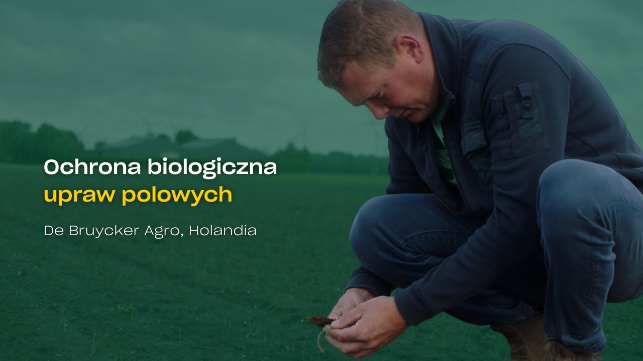 Ochrona biologiczna upraw polowych | Opinia klienta | Koen de Bruycker | Koppert Polska