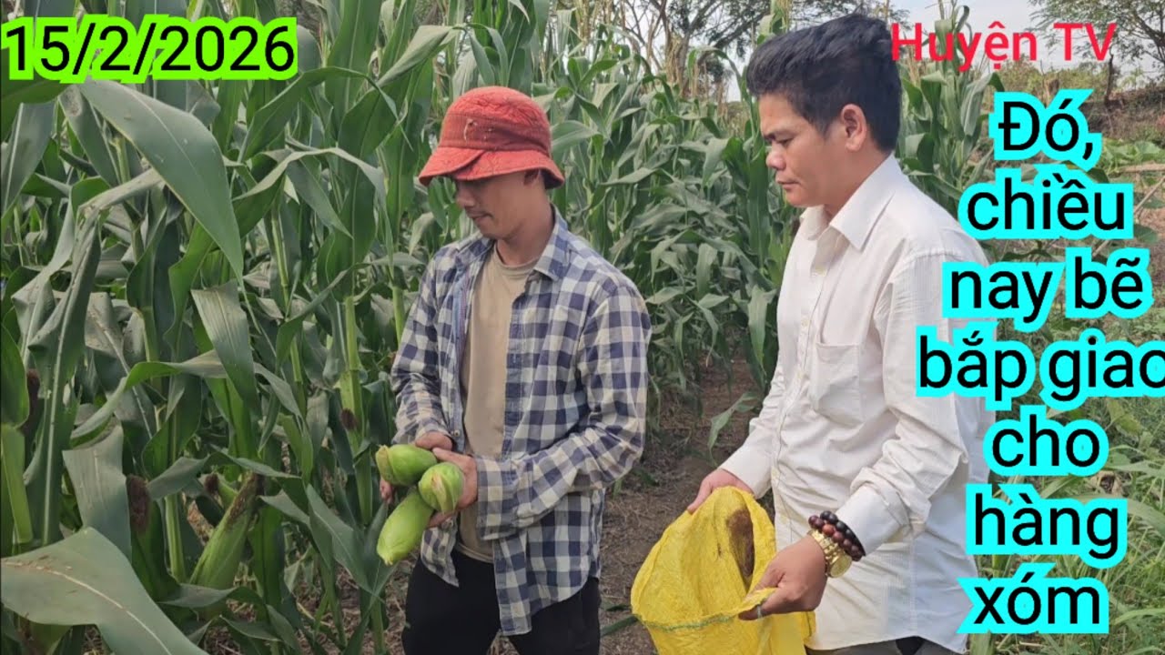 ĐÓ, CHIỀU BẼ BẮP GIAO CHO HÀNG XÓM 