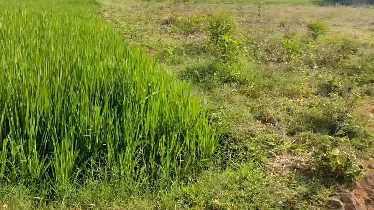 PER ACRE 25-LAKHS AGRIC LAND SALE THANJAVUR IN KURUGULAM