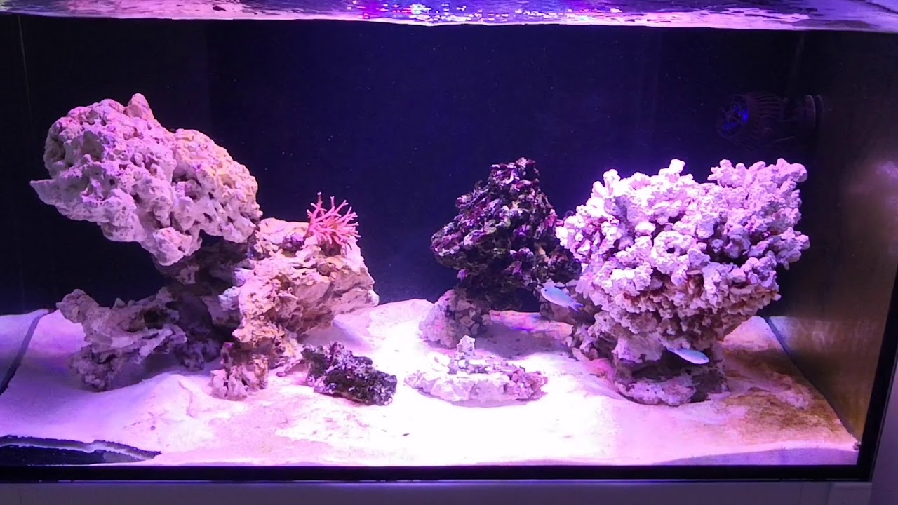 Actualización 230 + sump. día 27 acuario marino ampliación