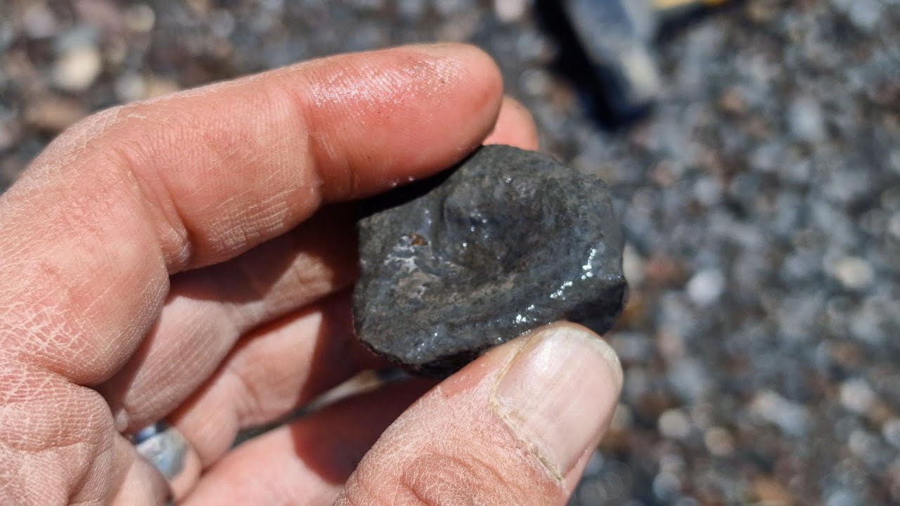 Fossil hunt Quantoxhead Somerset ichthyosaurus vert find