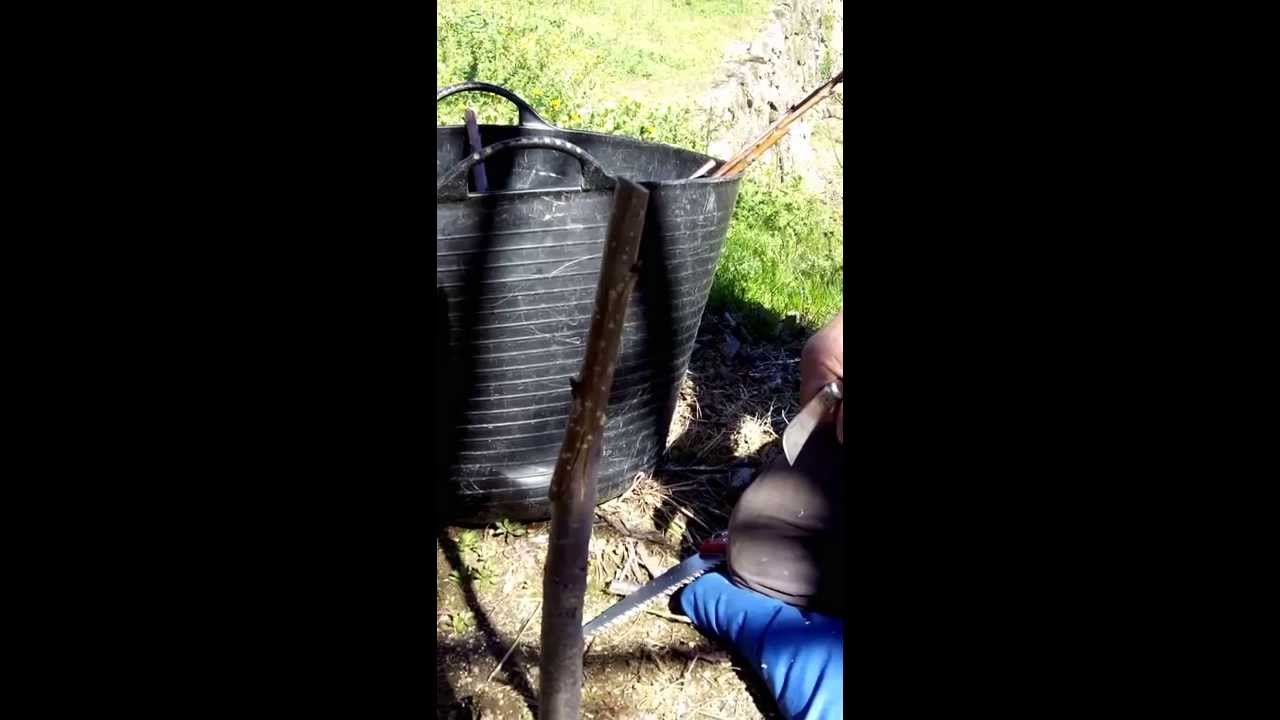 Injerto a la inglesa de cerezos del Valle del Jerte
