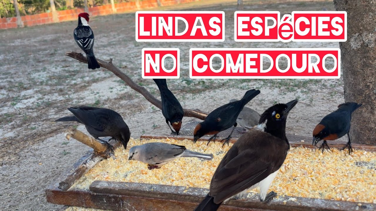 Lindas AVES Apareceram no Comedouro de Xerém #avesdoceara 