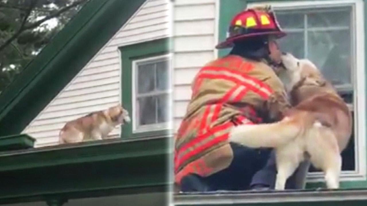 Dog Gives Thank You Kiss to Firefighter Who Saved Him From Roof