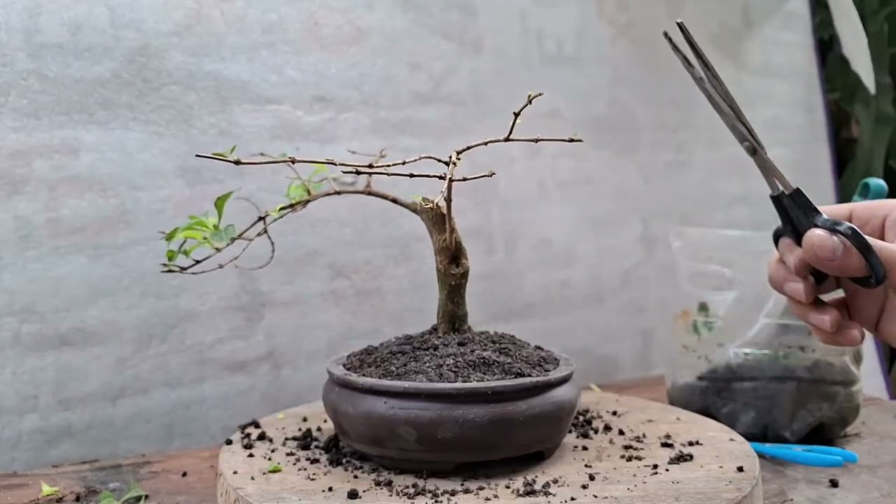 Prunning and Repotting - Duranta Bonsai