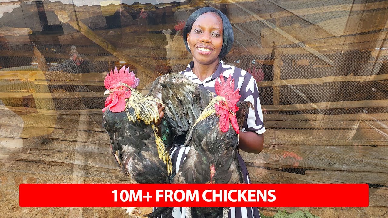 How to Make Money from Local Chicken 🐔💰 | Proven Tips from a Poultry Millionaire