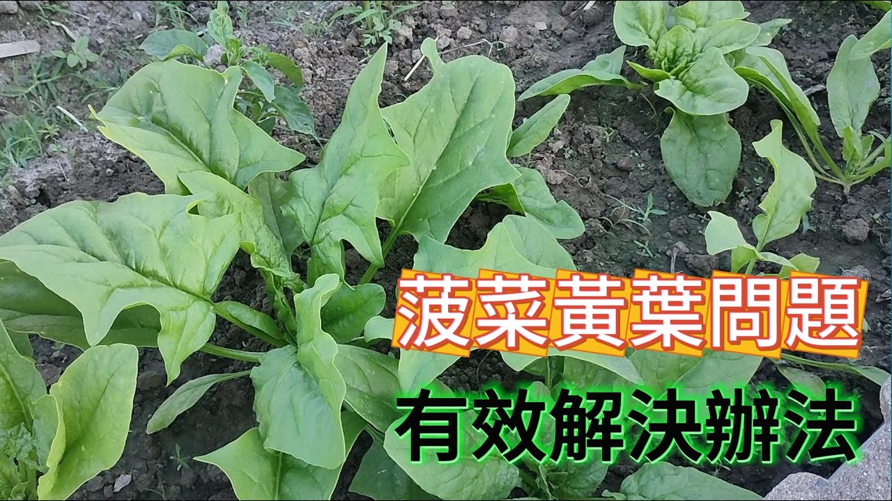 [家庭種植2] 01_3 菠菜出現黃葉的常見原因 與解決辦法