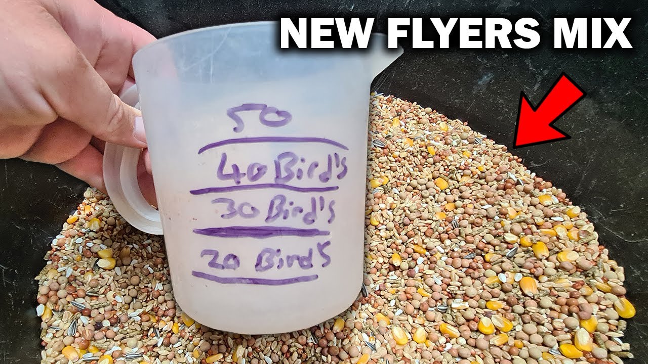 Flyers Pigeon Feed Mix