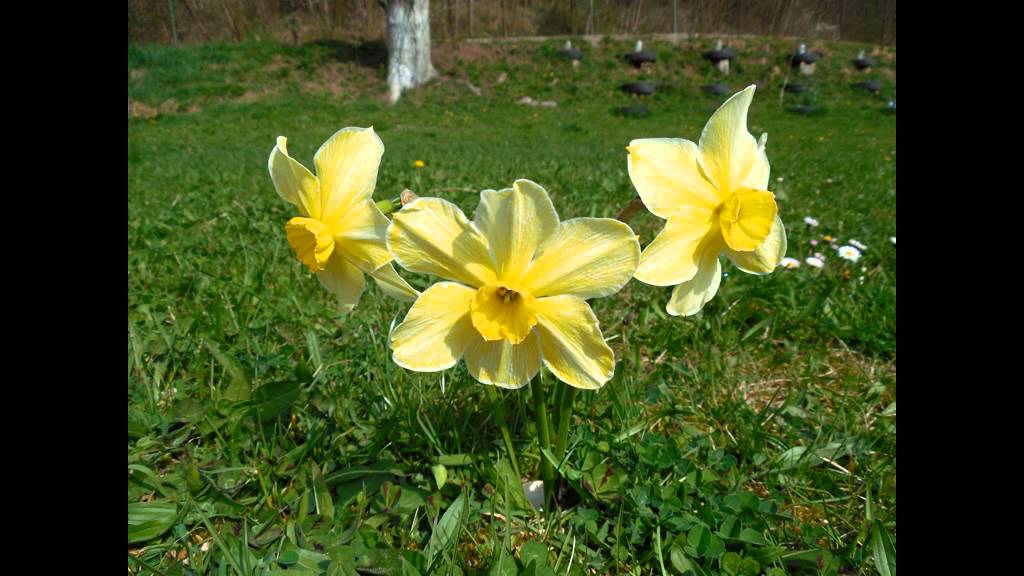 Cântec pentru o floare