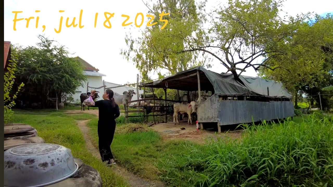 នៅស្រុកកំណើត