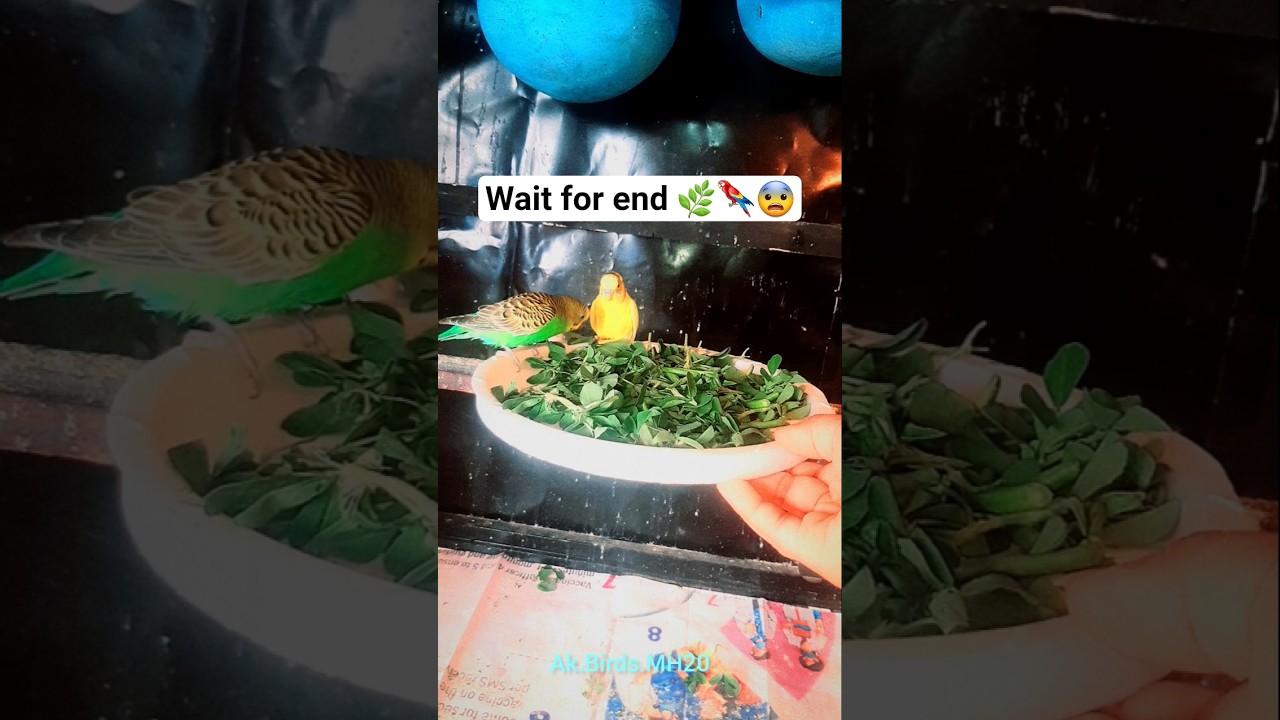 Budgies weekly soft food schedule// 
