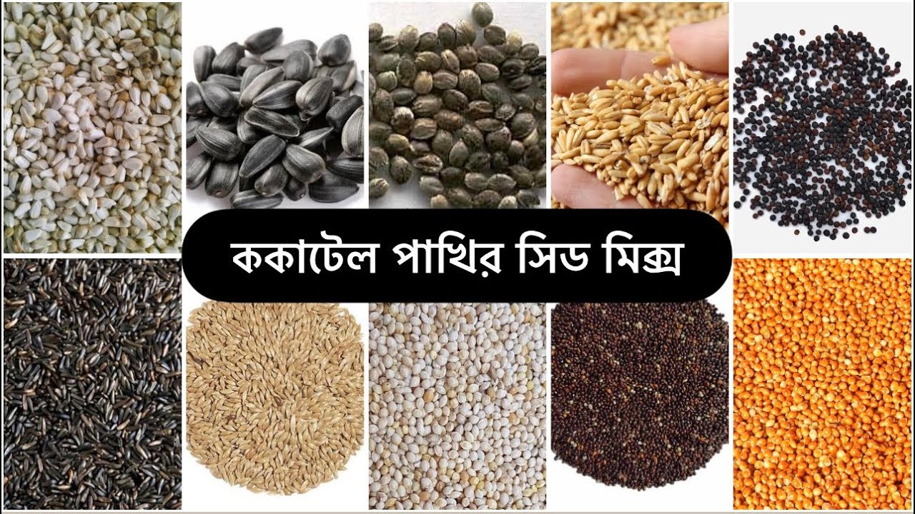 ককাটেল পাখির সিড মিক্স/কি ভাবে কি কি উপাদান দিয়ে ককাটেল পাখির সিড মিক্স তৈরি করবো​⁠