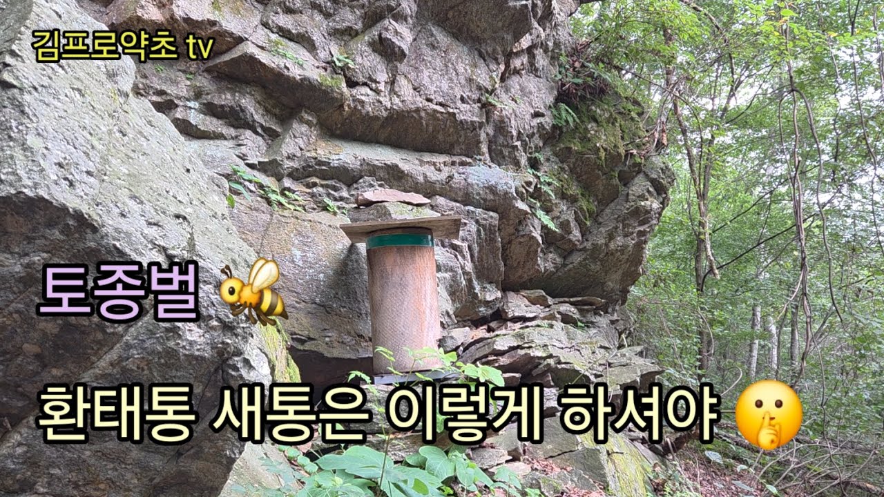 토종벌 환태통 새통은 이렇게 하시면 자연입주도 저밀도 최고 밀원 좋은곳은 역시 👍 