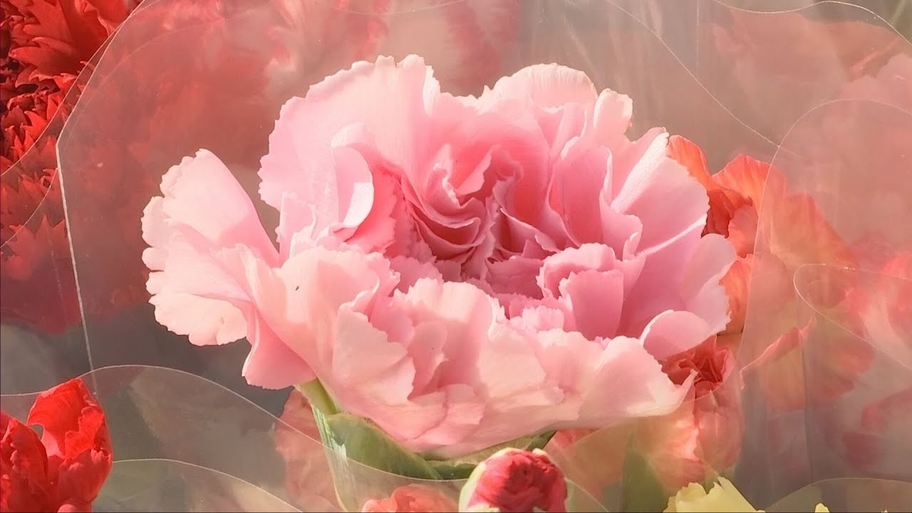 知っとぉ？淡路市のカーネーション 無料で花束を配りPR
