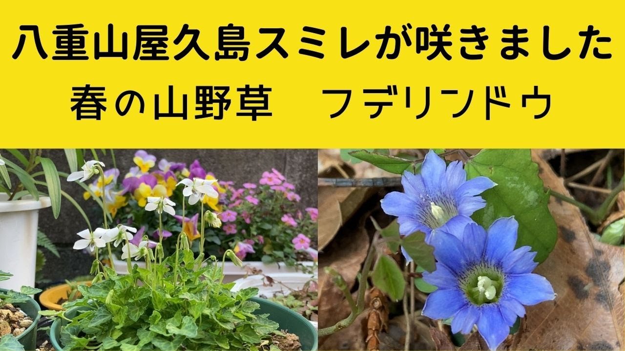 「八重山屋久島スミレ」と春の山野草「フデリンドウ」
