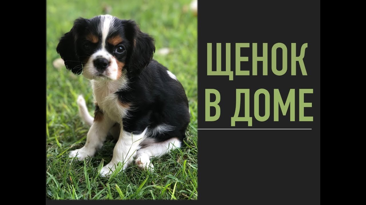 💚ИЗРАИЛЬ💚 ЩЕНОК СПАНИЕЛЬ КИНГ ЧАРЛЬЗ