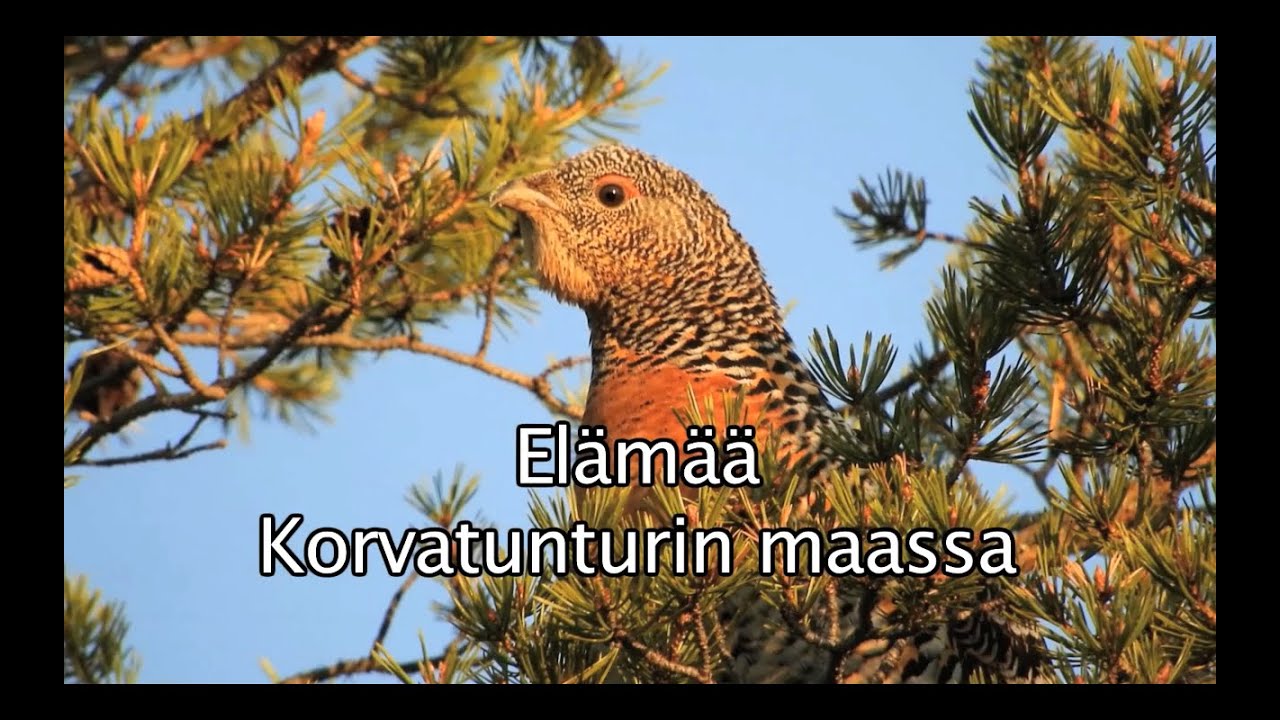 Elämää Korvatunturin maassa. Luontoelokuva Savukoskelta. Videosara.