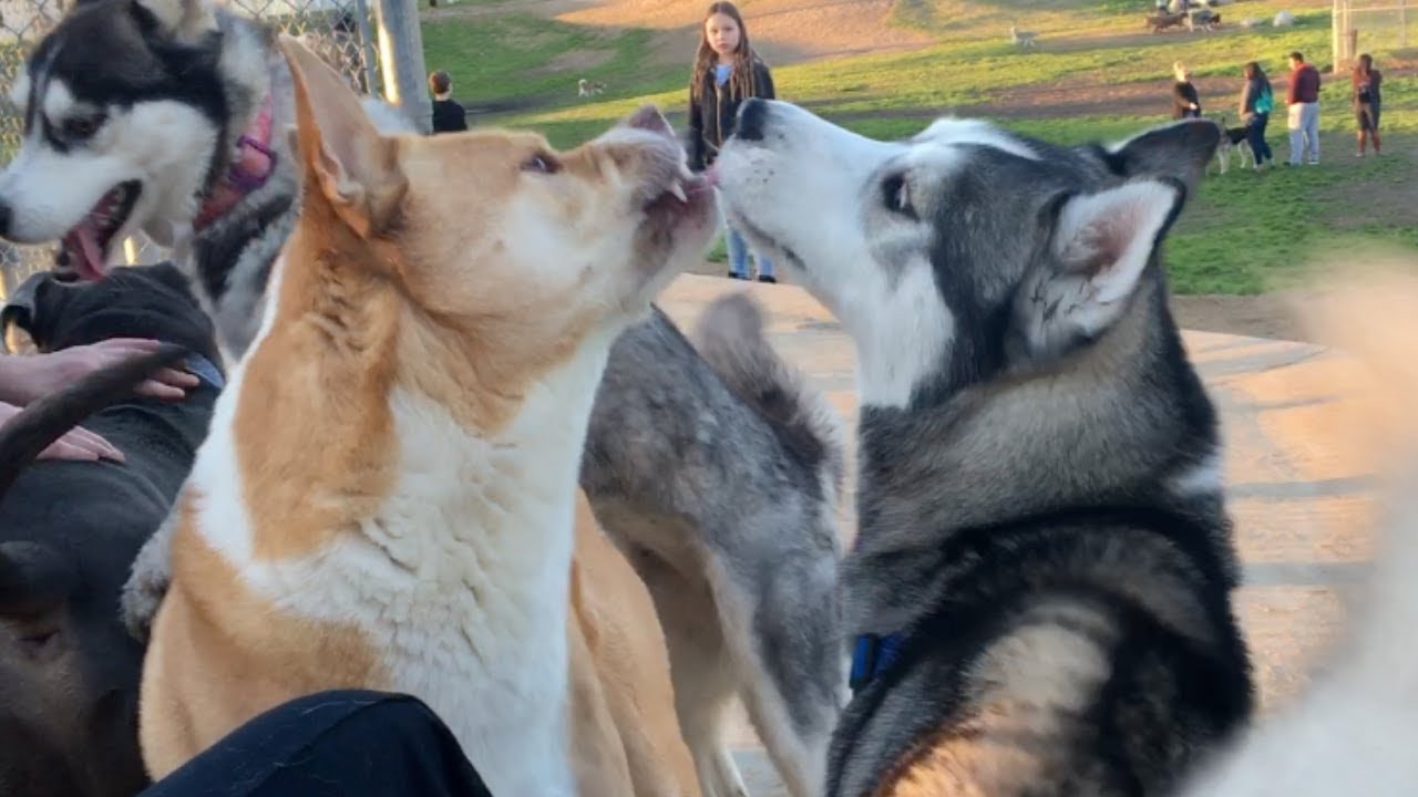 Akita/PitBull Mix is Overprotective of His Disabled Owner