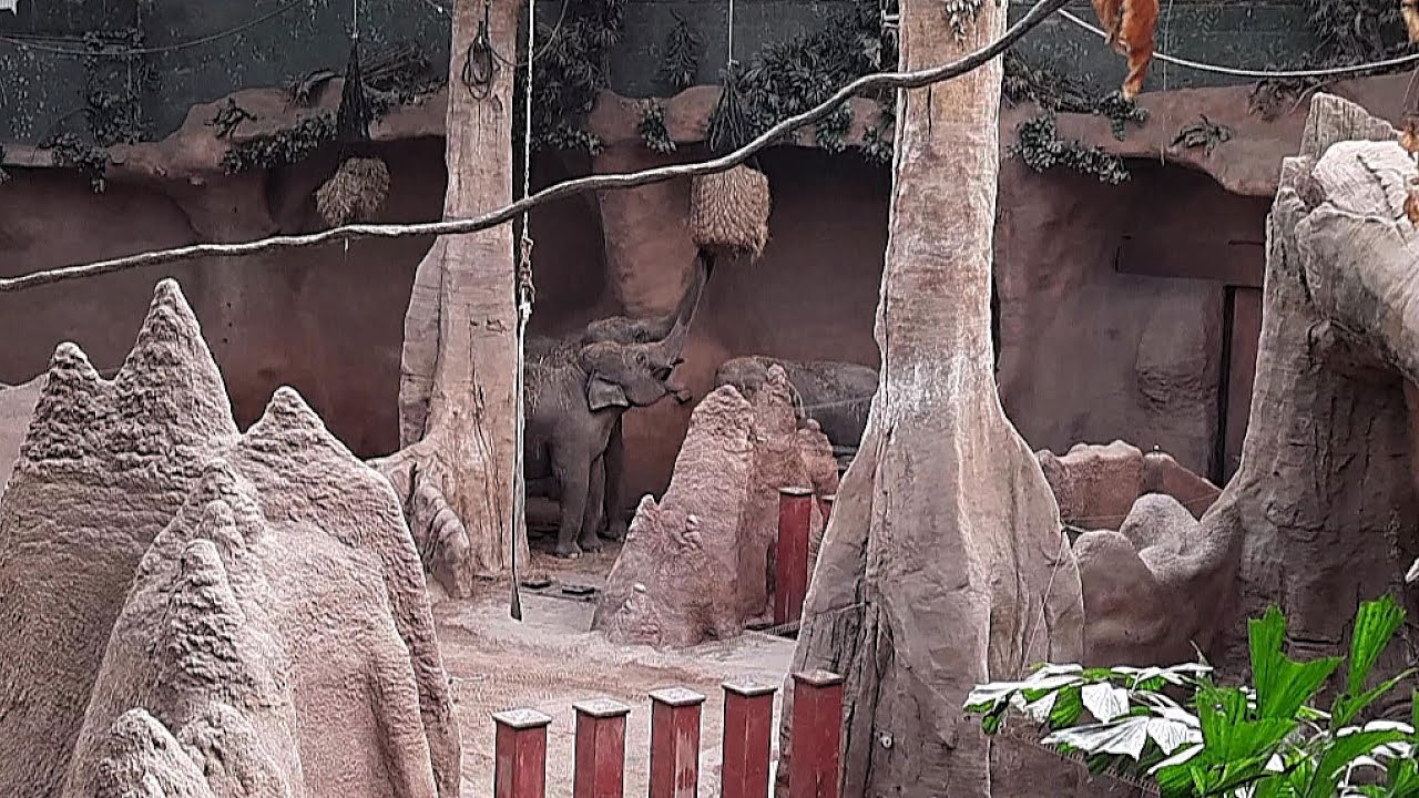 #119 - Zoo Rotterdam partea a 2-a: jungla in Olanda