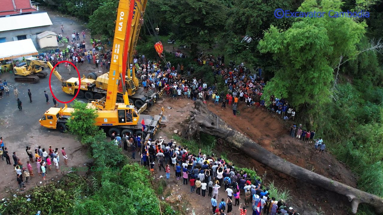 Impressive Excavator And Double Crane Use His Power Recovery Big Tree Sink Deep Water Successfully