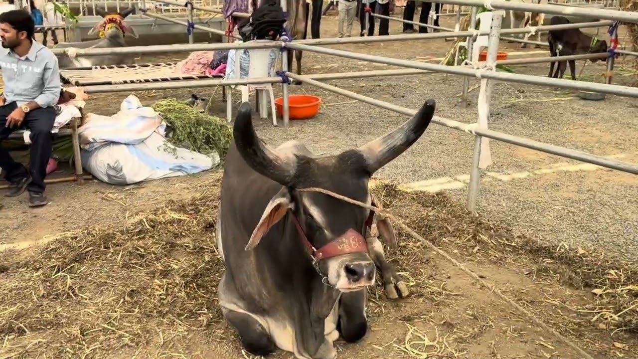 Visit to lndian Cattle show_Familay Farmer