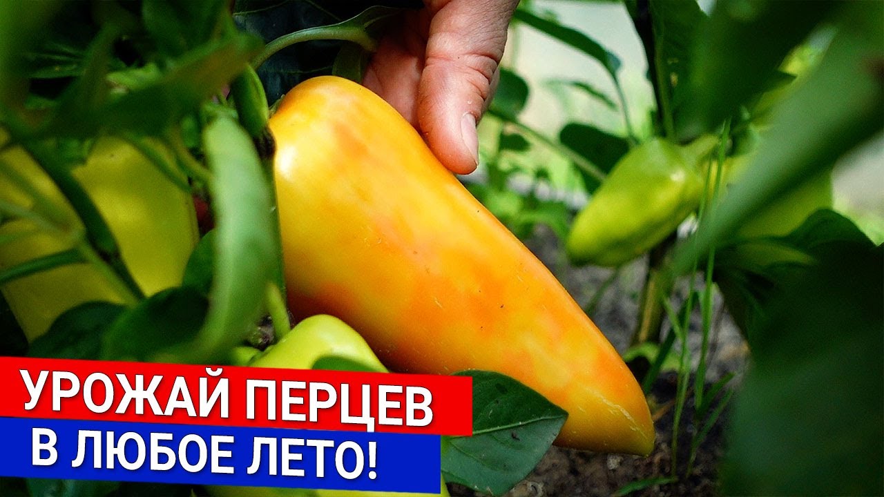 Урожай перцев - в любое лето!