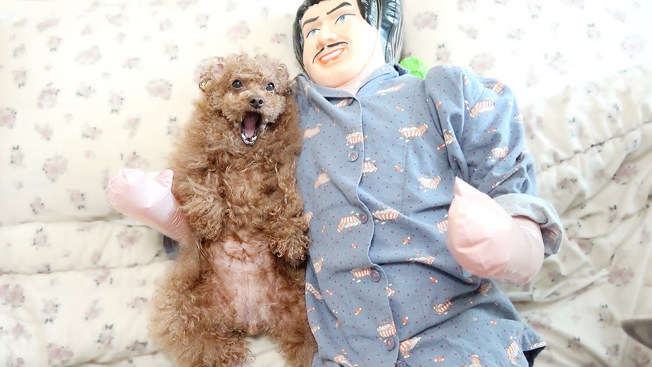 주인 닮은 인형 두고 외출했더니...