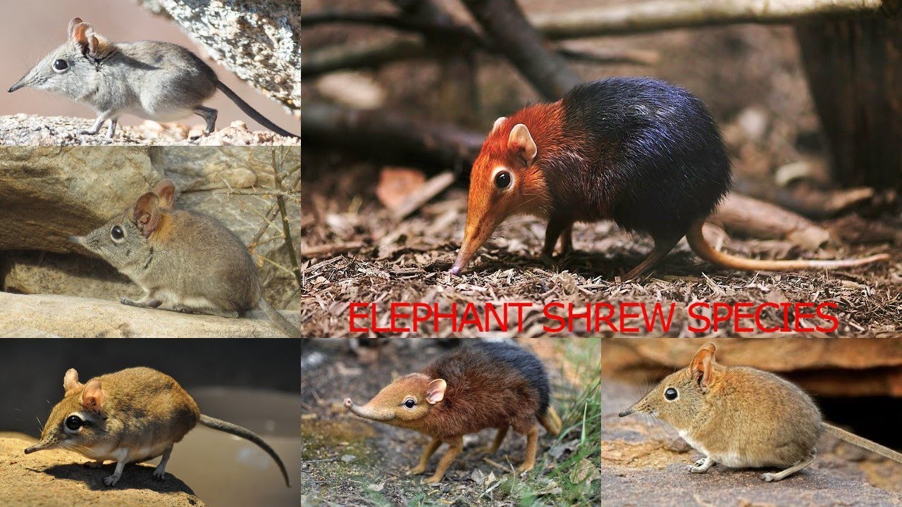 All Elephant Shrew Species/complete list of elephant shrew / types of elephant shrew