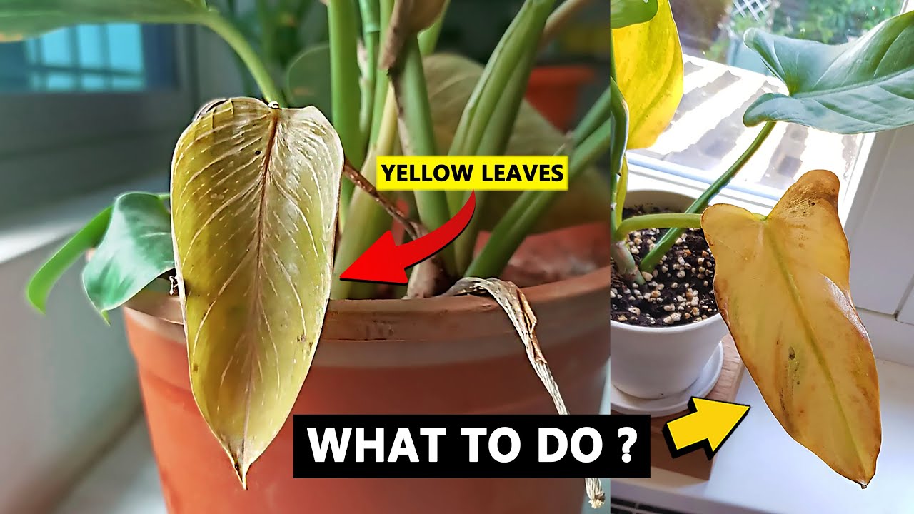 Fix yellow leaves on Philodendron