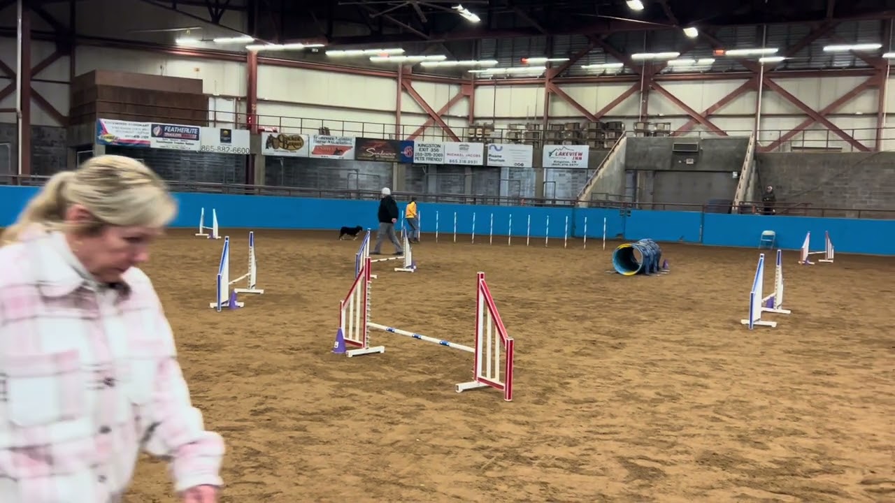 Annie's AKC Jumpers with Weaves 1/9/26