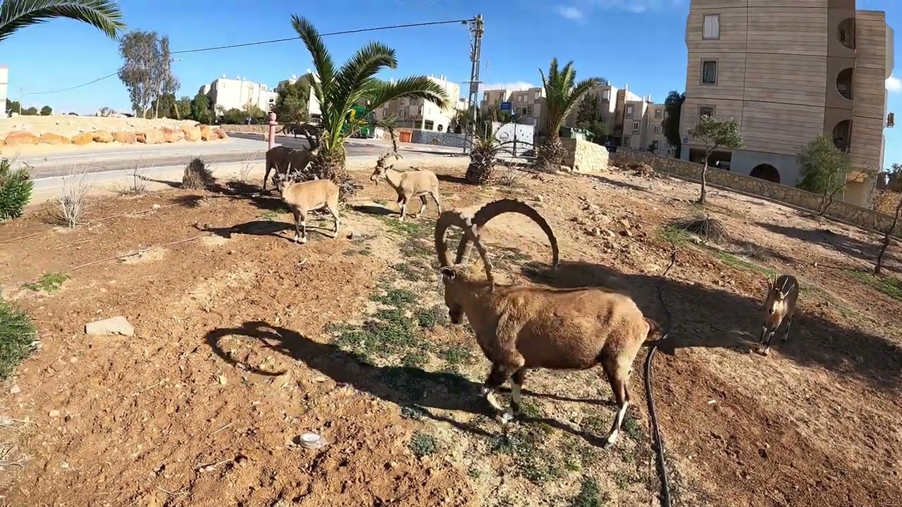 ISRAEL - Ramon Crater