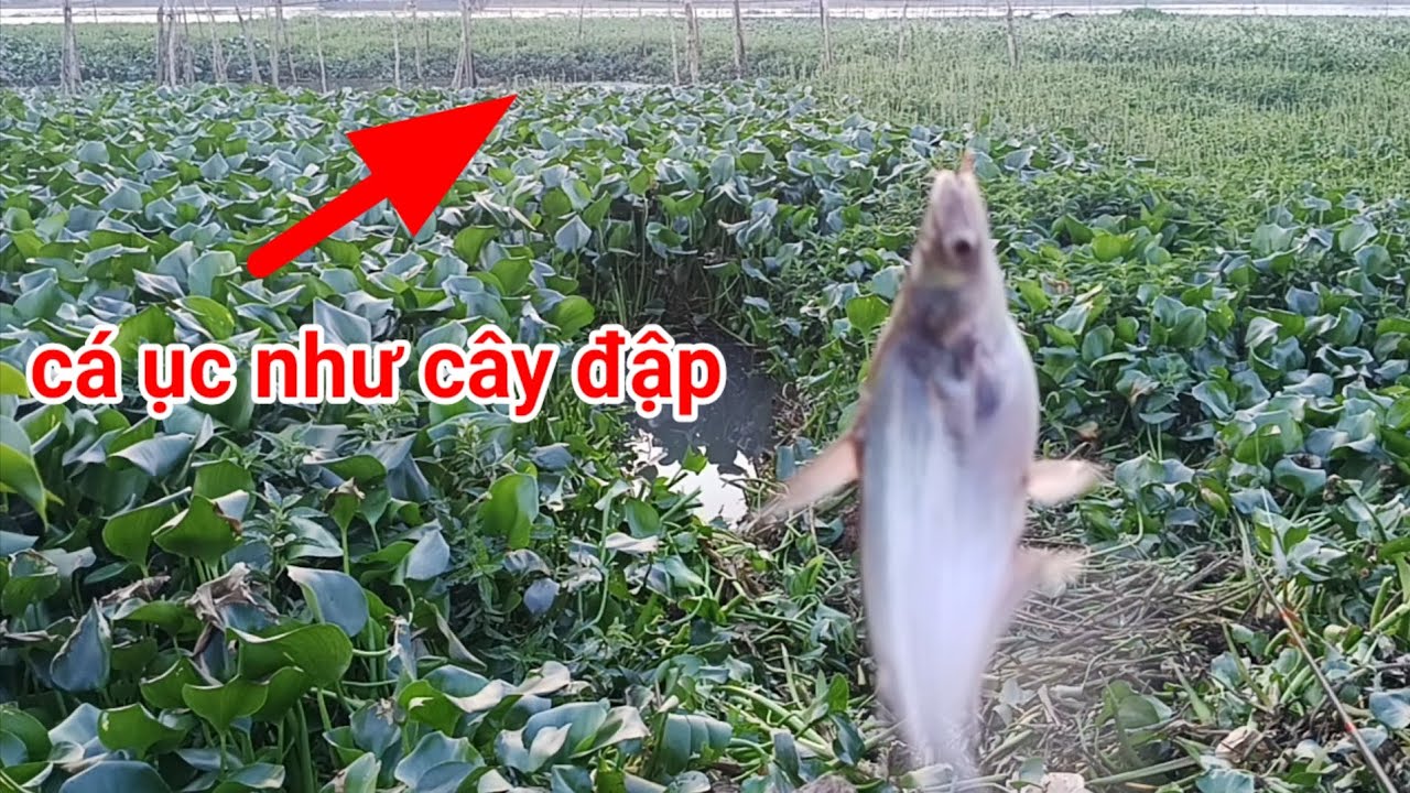 Câu cá sông cặp đống trà cá ục ghê luôn 