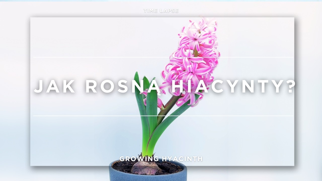 Jak rosną hiacynty? | TIME LAPSE | Growing hyacinth #timelapse #hyacinth  #easter #spring