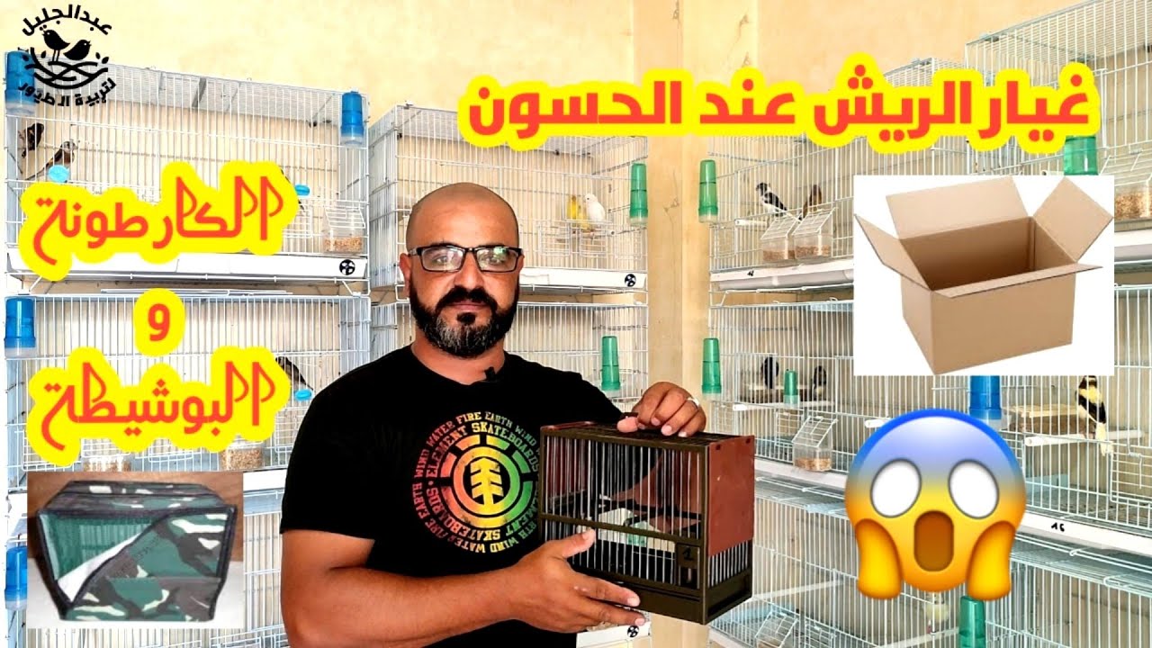 غيار الريش عند الحسون 🐦الطريقة الصحيحة 💥
