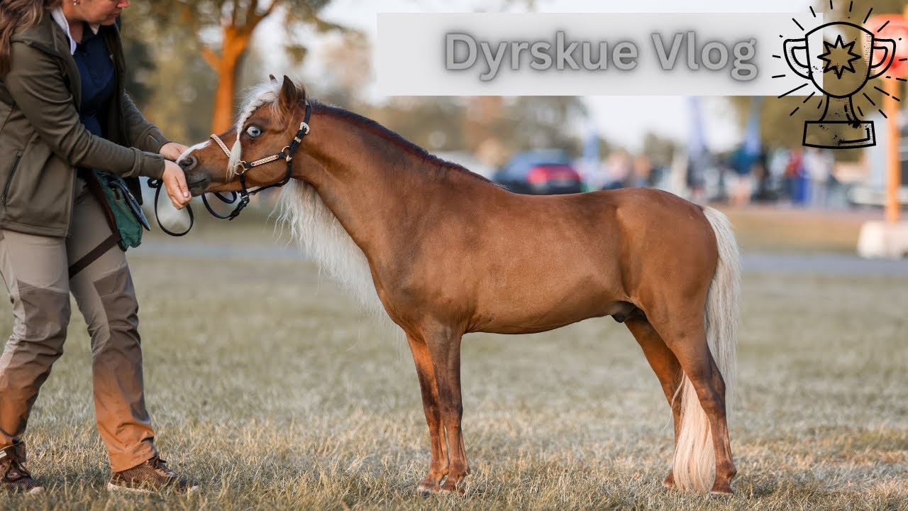 Roskilde dyrskue 2023 - Ankomst torsdag