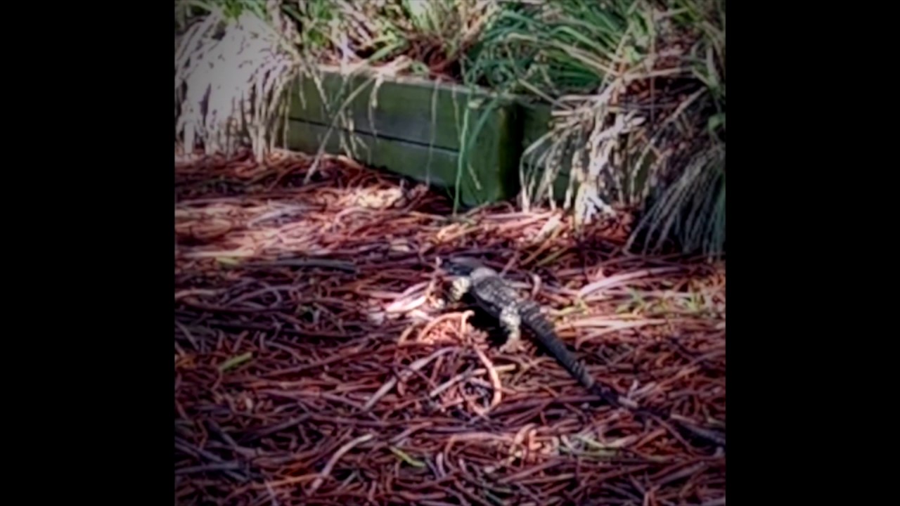 Bird vs Lizard!!!