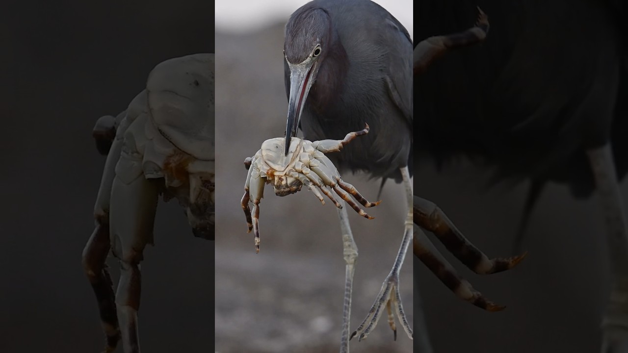 Little Blue Heron takes on huge crab. Who will win the battle? #bird #birds #wildlife #herons