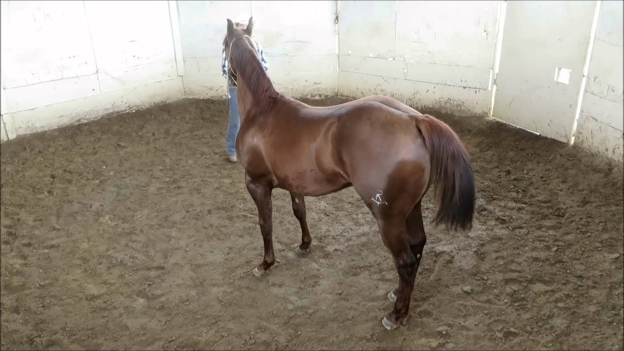 JOSE JIMENEZ CHARRO FURY 1