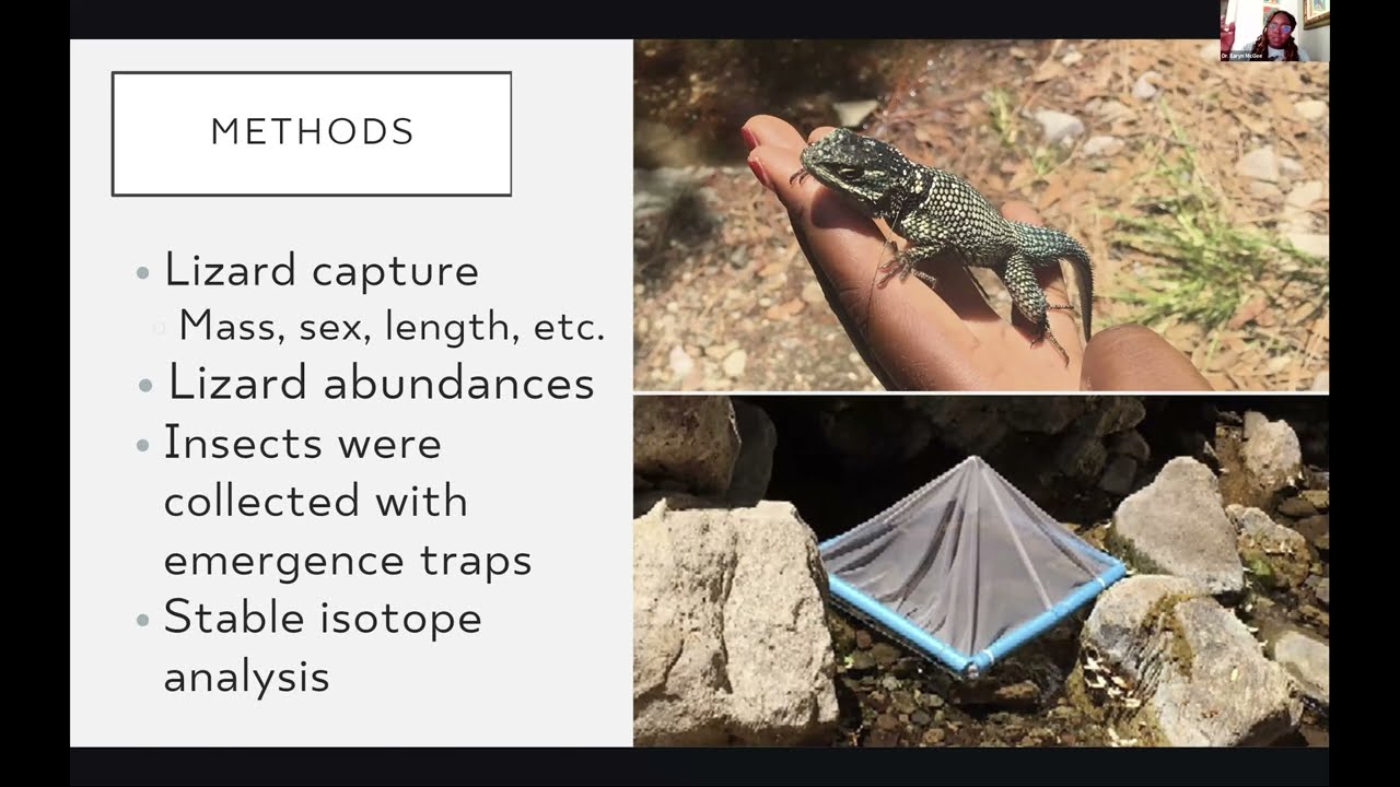 Under the Redwoods: Find That Lizard
