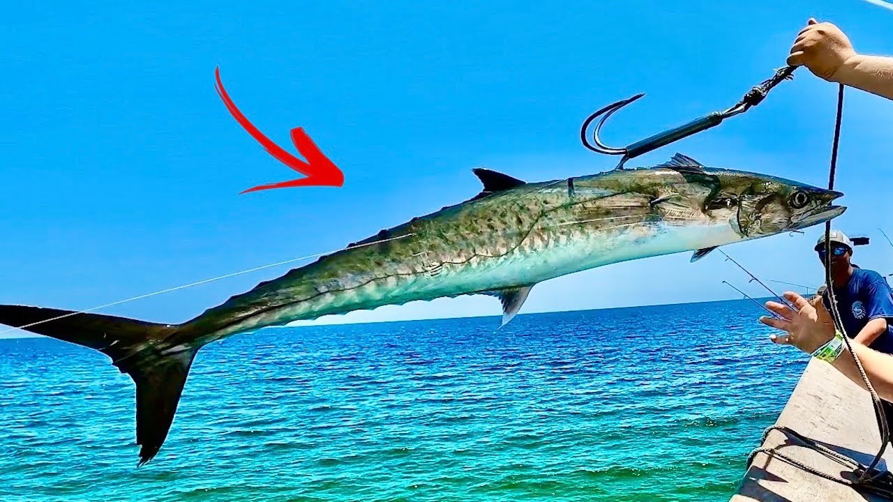 TOSSED out a LIVE! SARDINE on the GULF PIER and Caught THIS...*EPIC RESULTS*