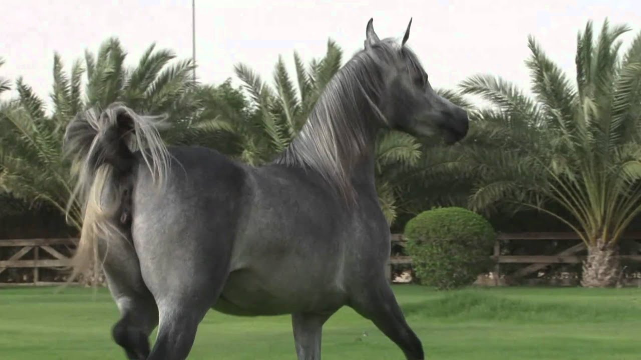 Shamsilshmous Ezzain.mov
