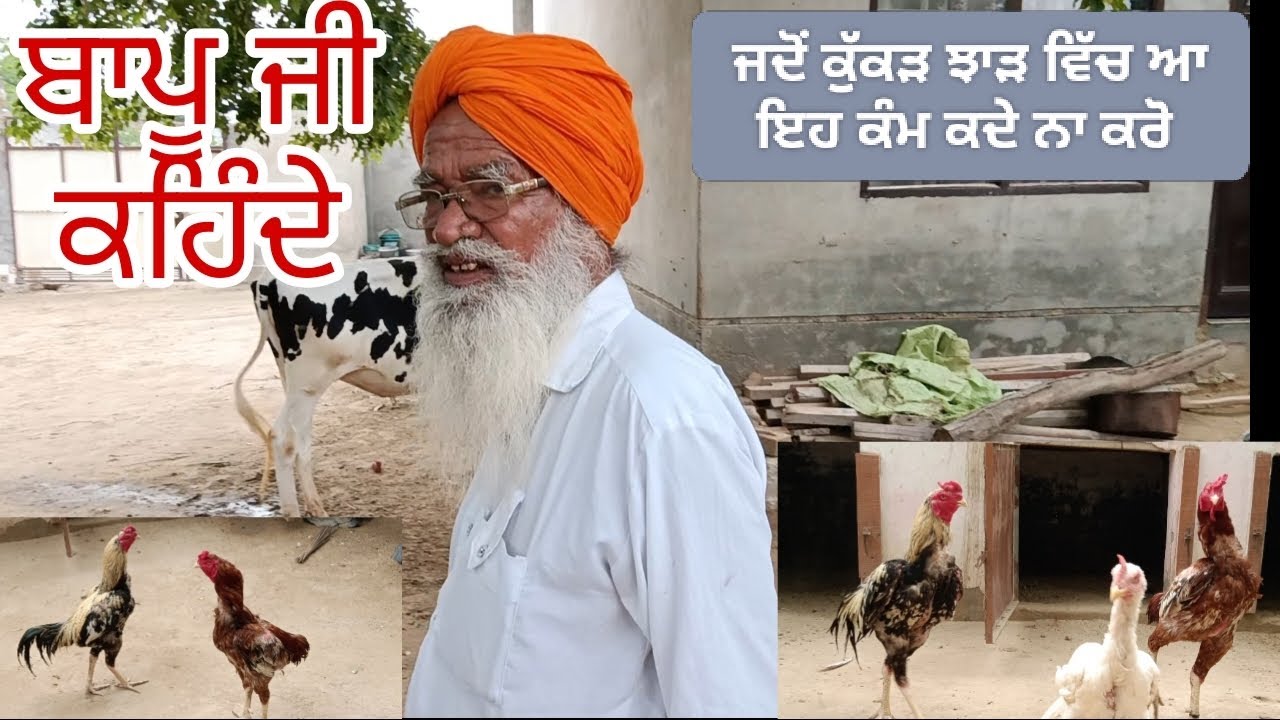 ਜਦੋਂ ਕੁੱਕੜ ਝਾੜ ਵਿੱਚ ਹੋਵੇ ਇਹ ਕੰਮ ਕਦੇ ਨਾ ਕਰੋ / Ustaad Bapu Kora G