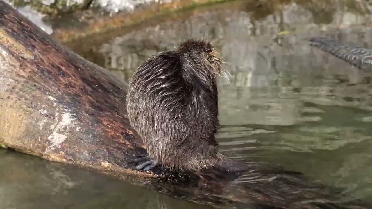 Beavers are awesome