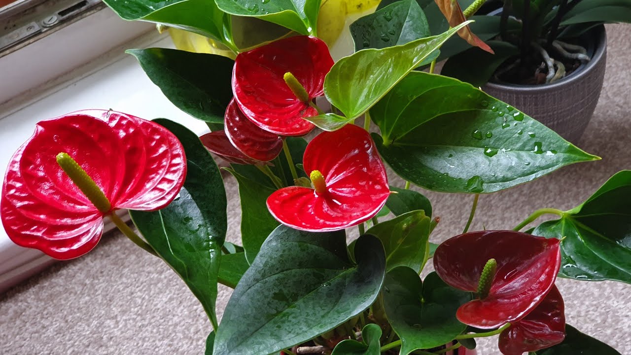 ऐन्थूरियम पर आयेंगे ढेरों फूल ध्यान रखें कुछ बातें  Anthurium Plant care