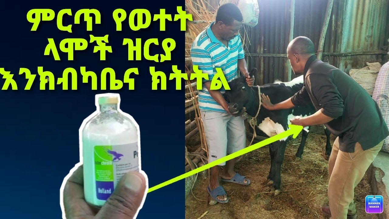 ምርጥ የወተት ላሞች ዝርያ እንክብካቤና ክትትል