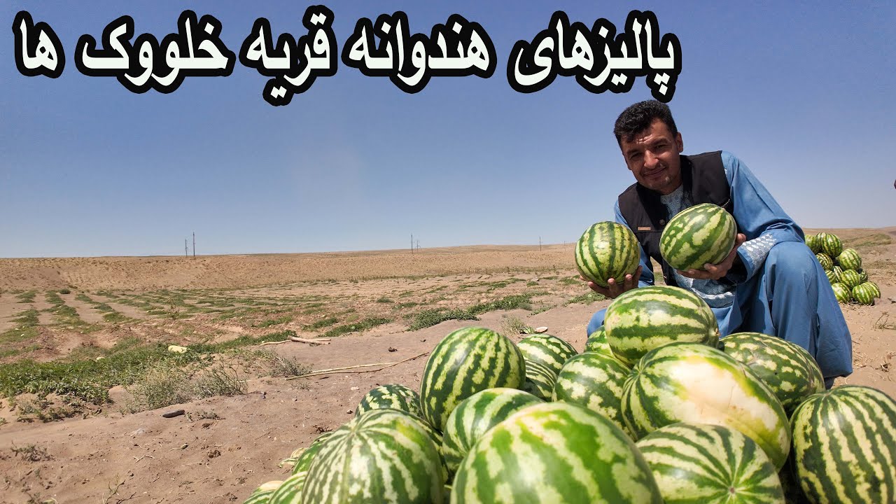 پالیزهای هندوانه قریه خلووک ها بندر تورغندی -ولسوالی رباط سنگی هرات