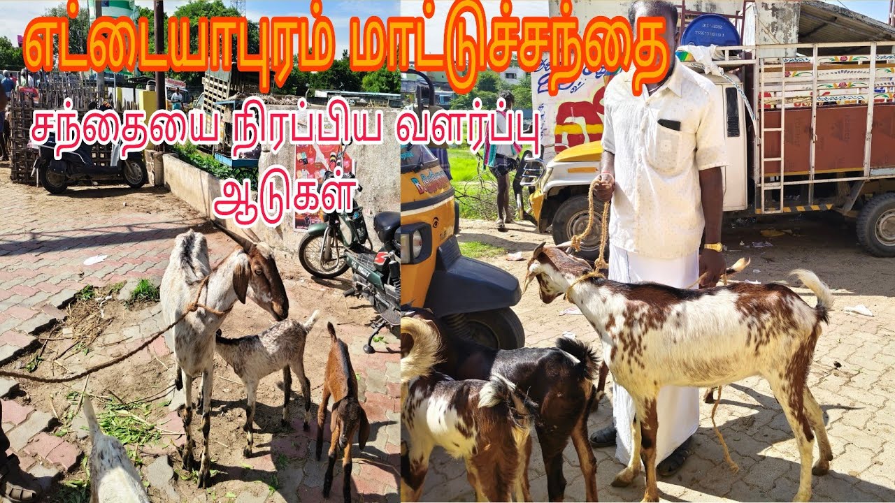 எட்டயபுரம் ஆட்டுச் சந்தை (சண்டையை நிரப்பிய வளர்ப்பு  ஆடுகள்)